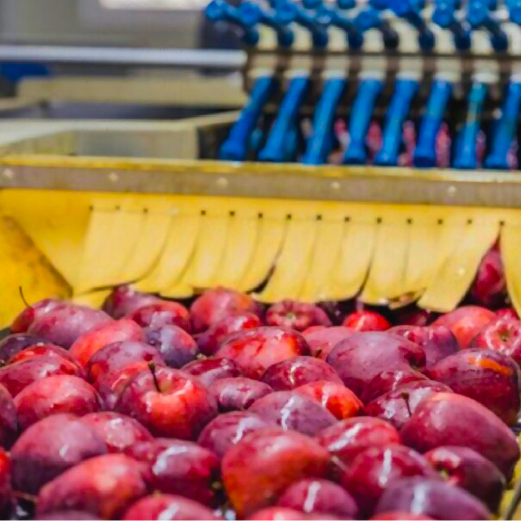 red delicious apple washing line